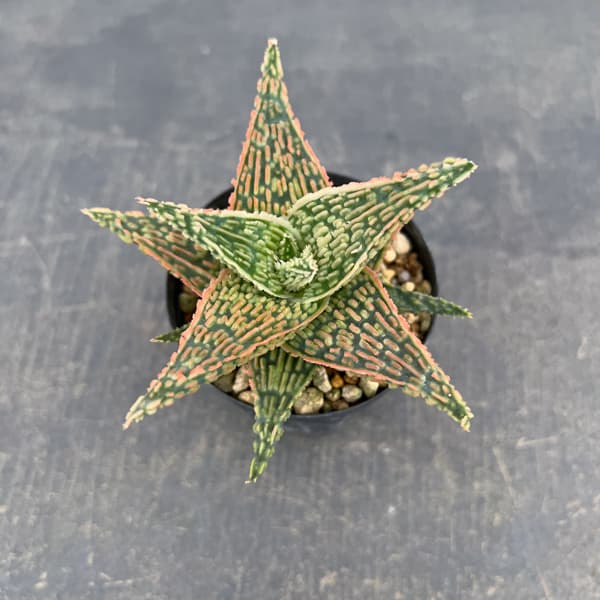 アロエ：オリジナルハイブリット　3号鉢植え26-05