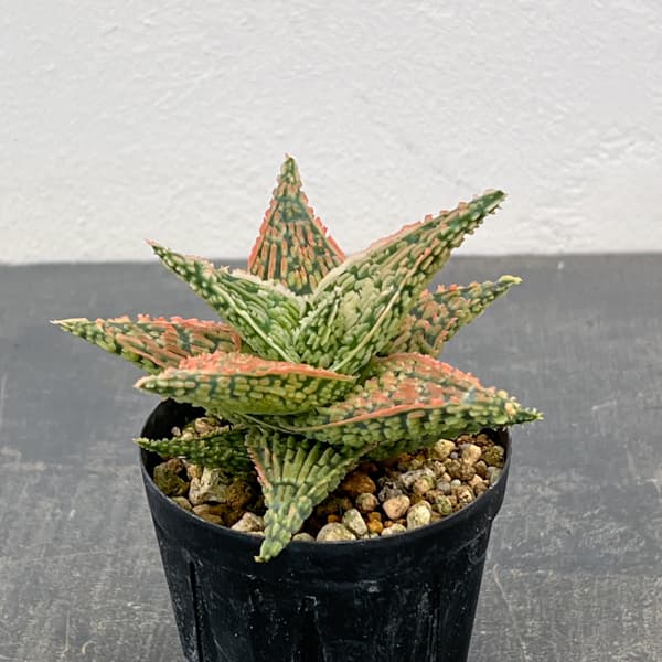 アロエ：オリジナルハイブリット　3号鉢植え26-05