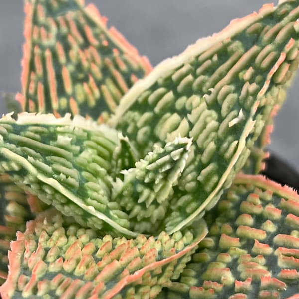 アロエ：オリジナルハイブリット　3号鉢植え26-05