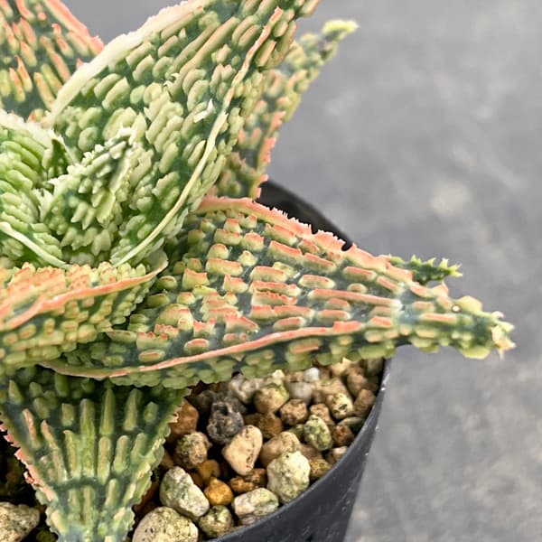 アロエ：オリジナルハイブリット　3号鉢植え26-05