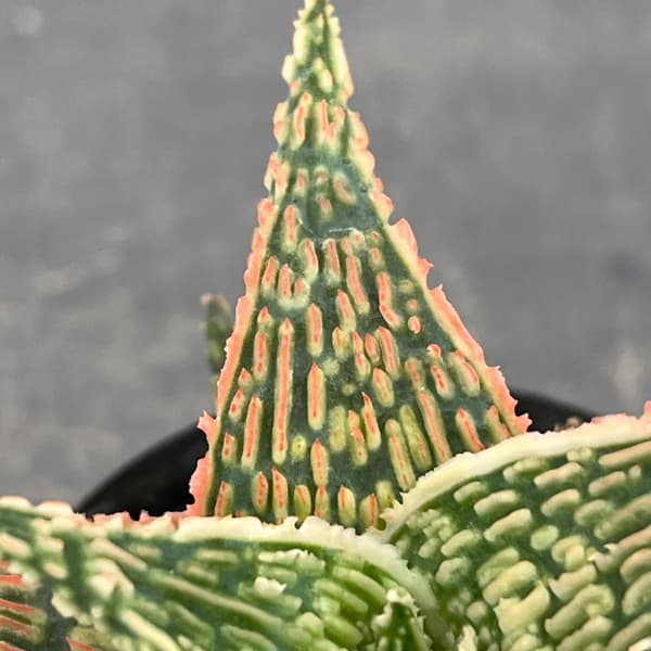 アロエ：オリジナルハイブリット　3号鉢植え26-05