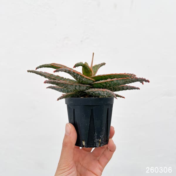 アロエ:オリジナルハイブリット 3号鉢植え26-06