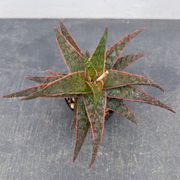 アロエ:オリジナルハイブリット 3号鉢植え26-06