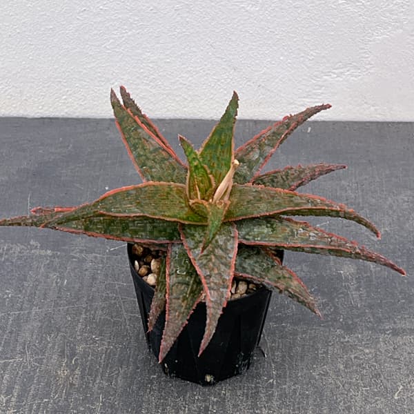 アロエ:オリジナルハイブリット 3号鉢植え26-06