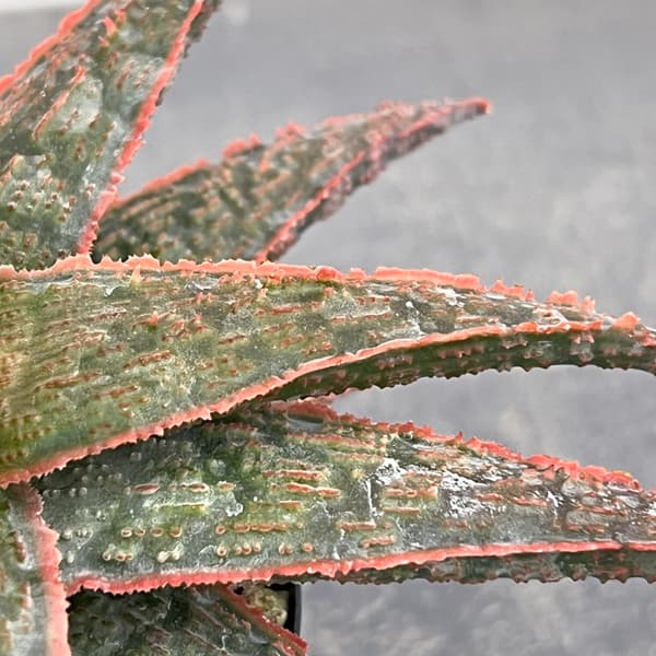 アロエ:オリジナルハイブリット 3号鉢植え26-06