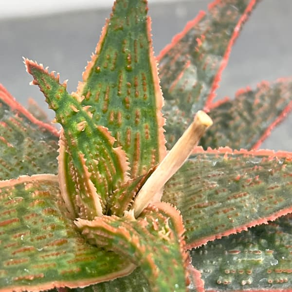 アロエ:オリジナルハイブリット 3号鉢植え26-06