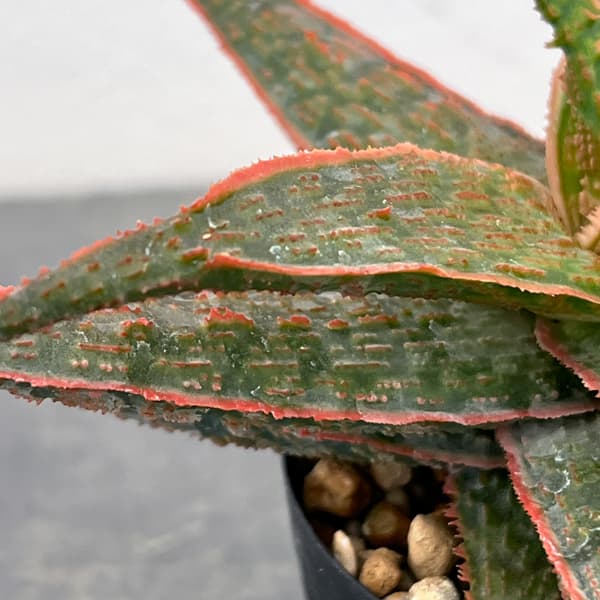 アロエ:オリジナルハイブリット 3号鉢植え26-06