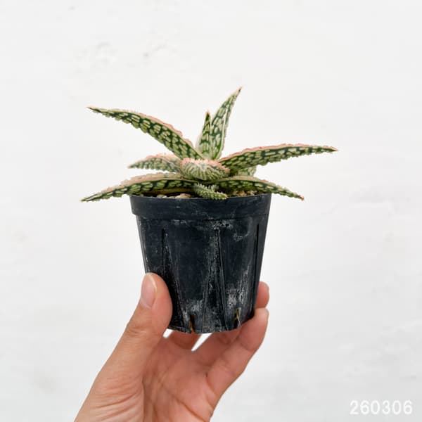 アロエ：オリジナルハイブリット　3号鉢植え26-07