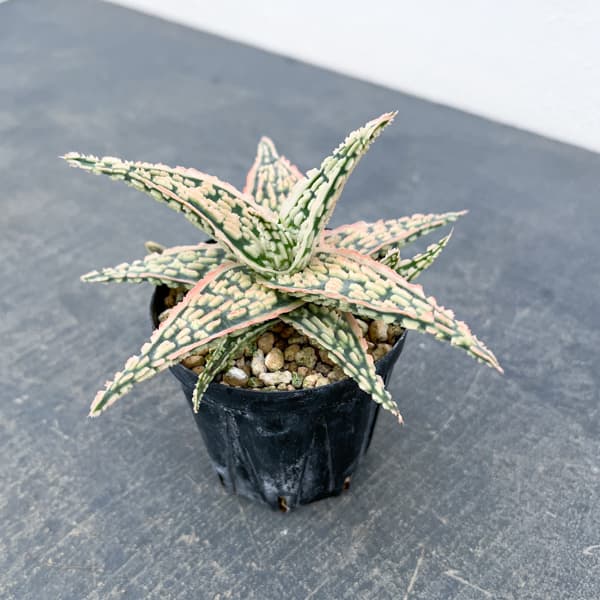 アロエ：オリジナルハイブリット　3号鉢植え26-07