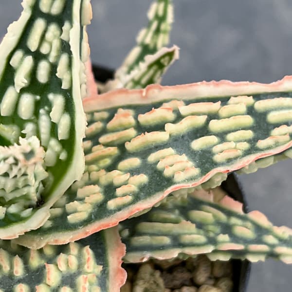 アロエ：オリジナルハイブリット　3号鉢植え26-07