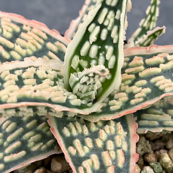 アロエ：オリジナルハイブリット　3号鉢植え26-07