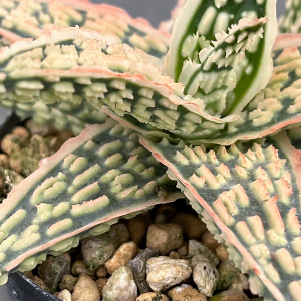 アロエ：オリジナルハイブリット　3号鉢植え26-07