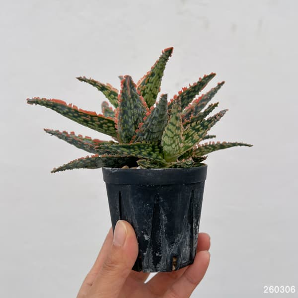 アロエ：オリジナルハイブリット　3号鉢植え26-08