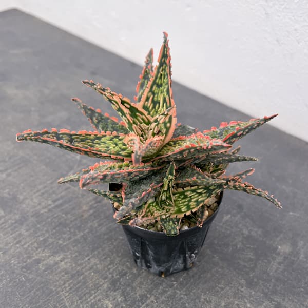 アロエ：オリジナルハイブリット　3号鉢植え26-08