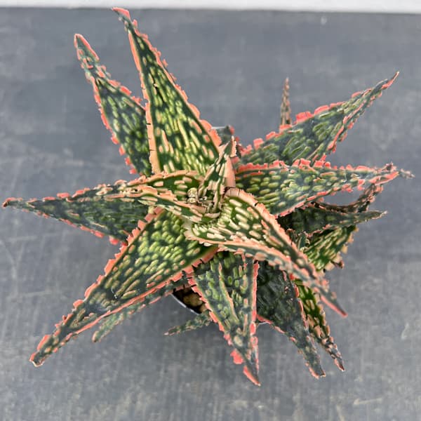 アロエ：オリジナルハイブリット　3号鉢植え26-08