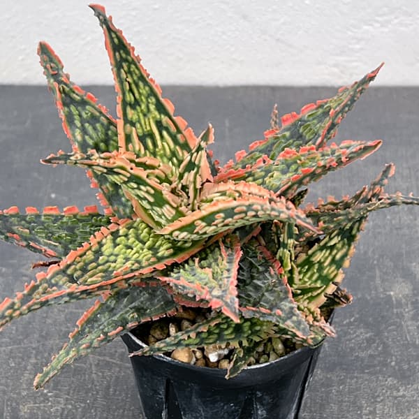 アロエ：オリジナルハイブリット　3号鉢植え26-08