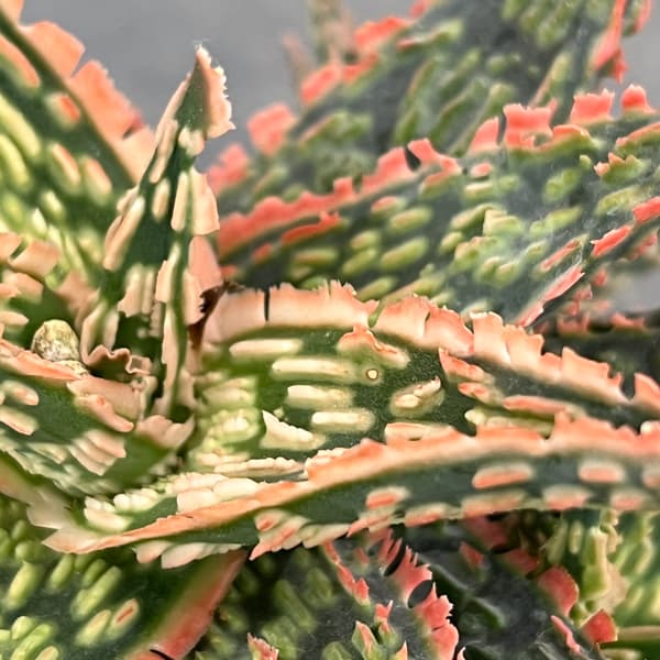 アロエ：オリジナルハイブリット　3号鉢植え26-08