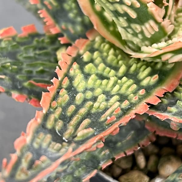 アロエ：オリジナルハイブリット　3号鉢植え26-08