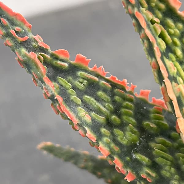 アロエ：オリジナルハイブリット　3号鉢植え26-08