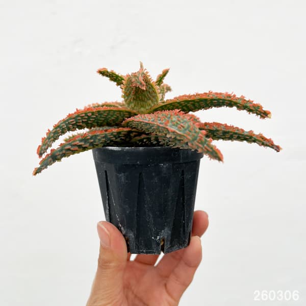 アロエ：オリジナルハイブリット　3号鉢植え26-09