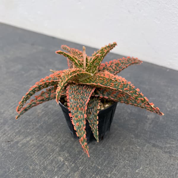 アロエ：オリジナルハイブリット　3号鉢植え26-09