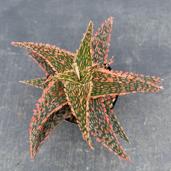 アロエ：オリジナルハイブリット　3号鉢植え26-09