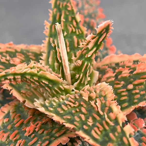 アロエ：オリジナルハイブリット　3号鉢植え26-09