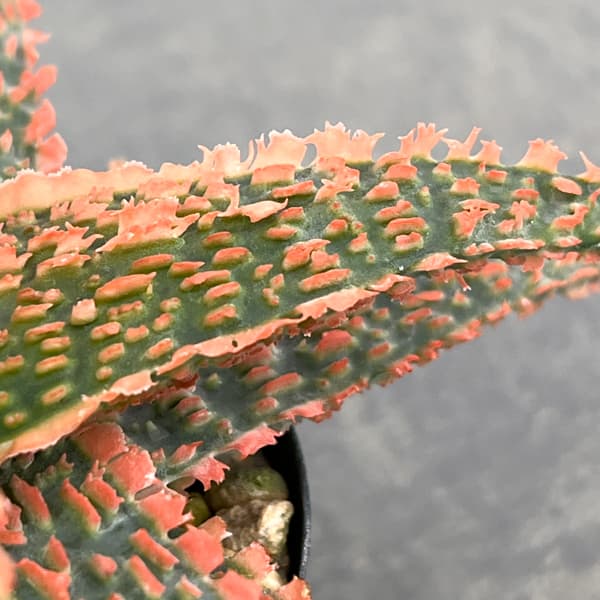 アロエ：オリジナルハイブリット　3号鉢植え26-09