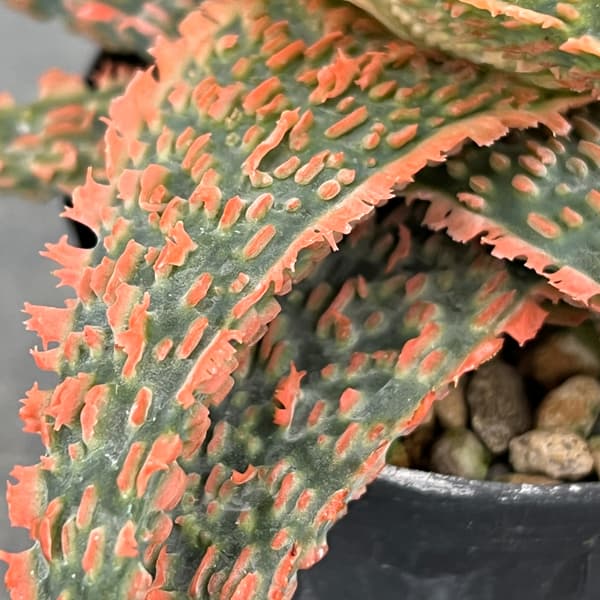 アロエ：オリジナルハイブリット　3号鉢植え26-09