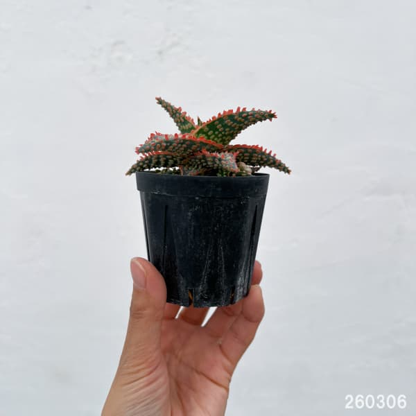 アロエ：オリジナルハイブリット　3号鉢植え26-10