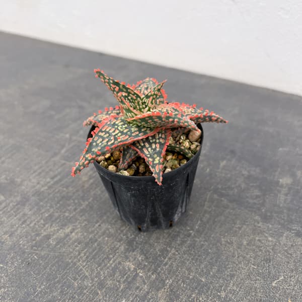 アロエ：オリジナルハイブリット　3号鉢植え26-10