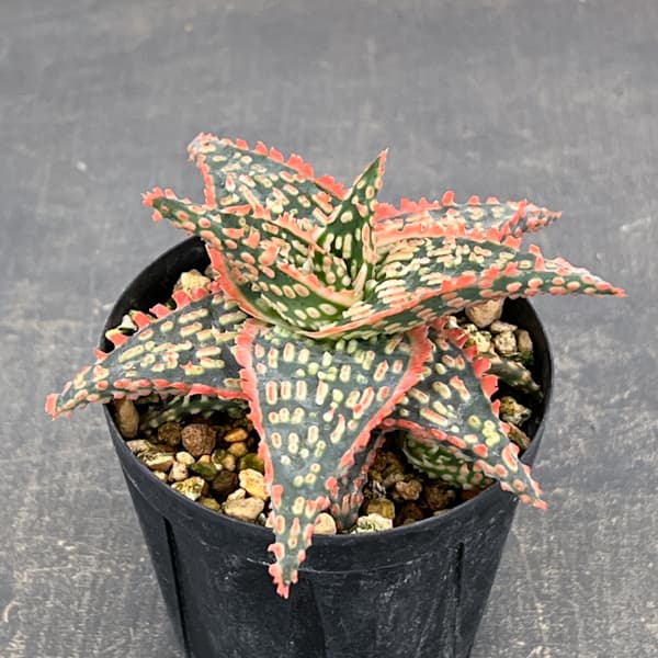 アロエ：オリジナルハイブリット　3号鉢植え26-10