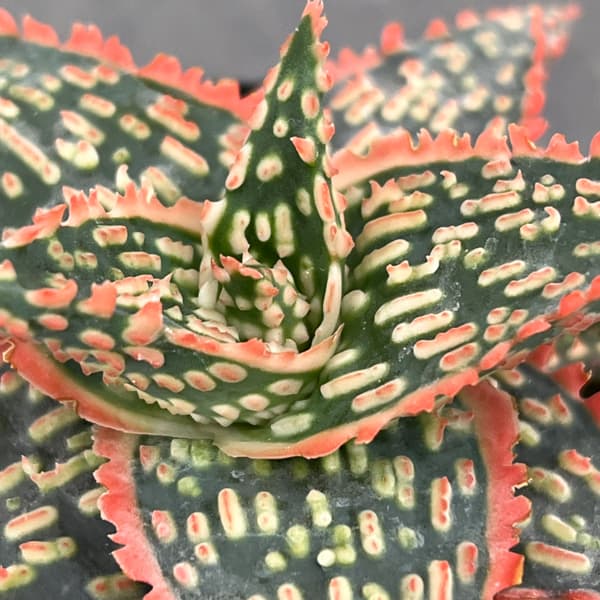 アロエ：オリジナルハイブリット　3号鉢植え26-10