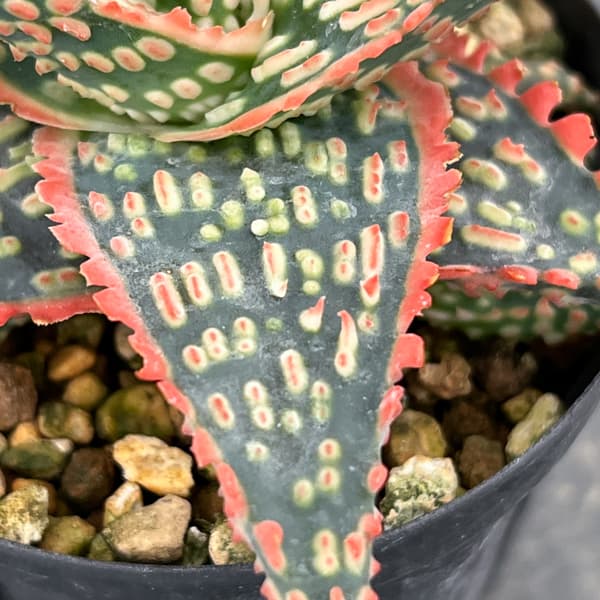 アロエ：オリジナルハイブリット　3号鉢植え26-10