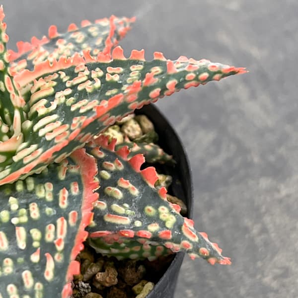 アロエ：オリジナルハイブリット　3号鉢植え26-10