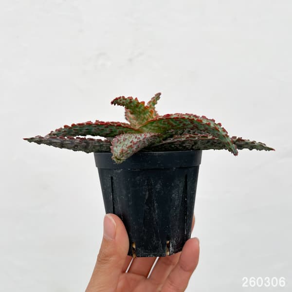 アロエ：オリジナルハイブリット　3号鉢植え26-11