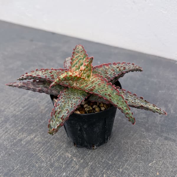 アロエ：オリジナルハイブリット　3号鉢植え26-11