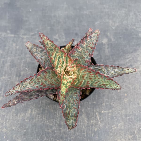 アロエ：オリジナルハイブリット　3号鉢植え26-11