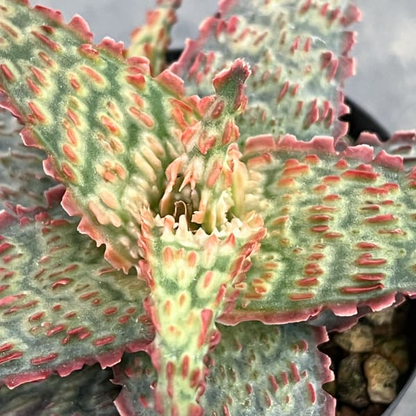 アロエ：オリジナルハイブリット　3号鉢植え26-11