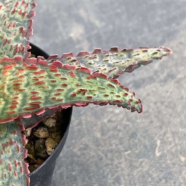 アロエ：オリジナルハイブリット　3号鉢植え26-11