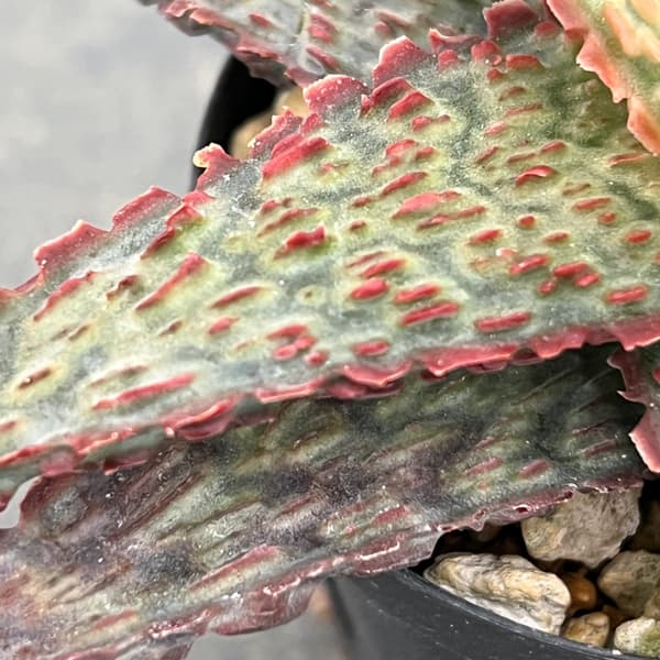 アロエ：オリジナルハイブリット　3号鉢植え26-11