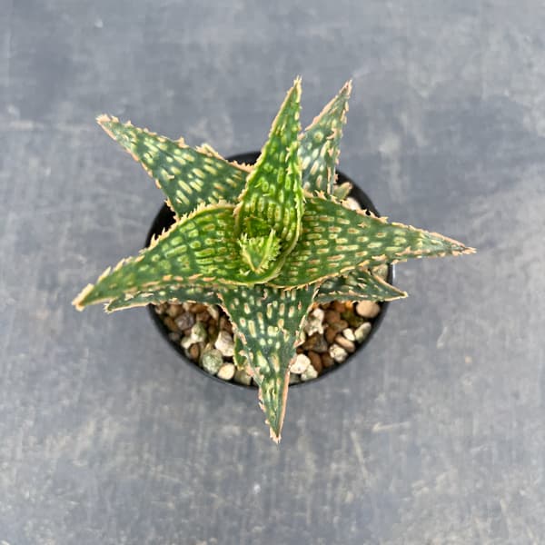 アロエ：オリジナルハイブリット　3号鉢植え26-12