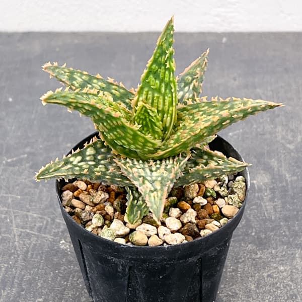 アロエ：オリジナルハイブリット　3号鉢植え26-12