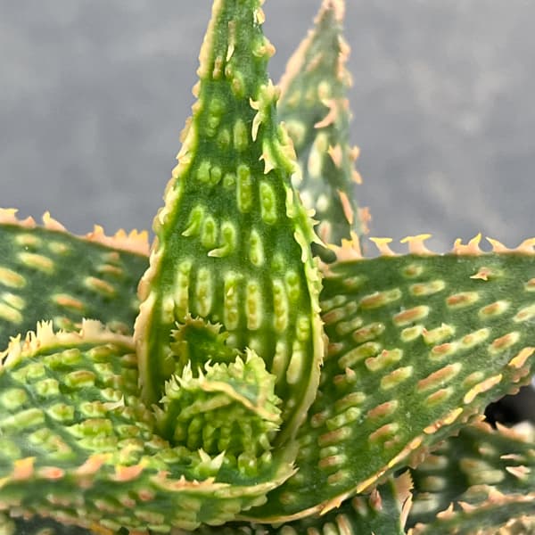 アロエ：オリジナルハイブリット　3号鉢植え26-12