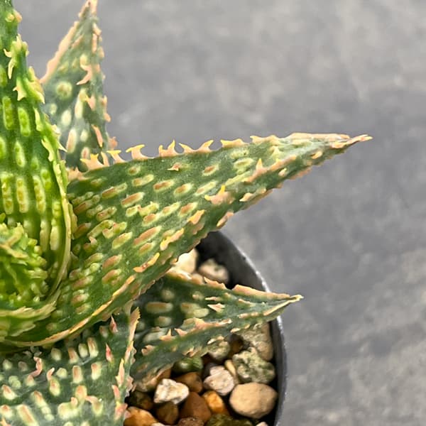 アロエ：オリジナルハイブリット　3号鉢植え26-12