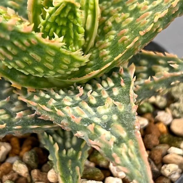 アロエ：オリジナルハイブリット　3号鉢植え26-12