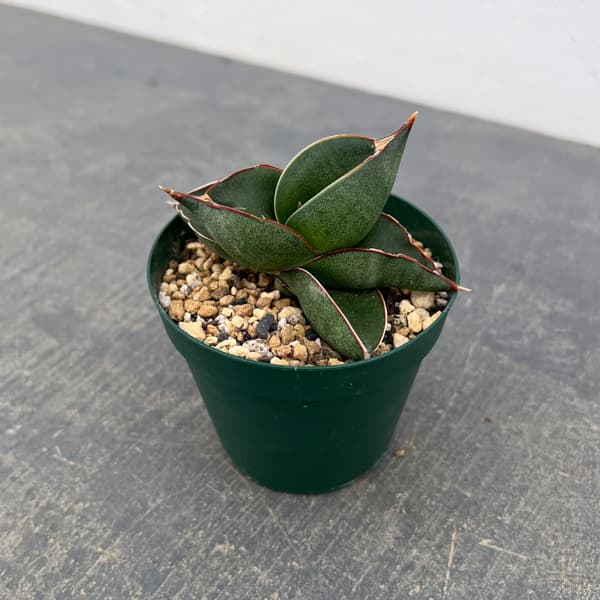 サンスベリア：オペラハウス　3号鉢植え