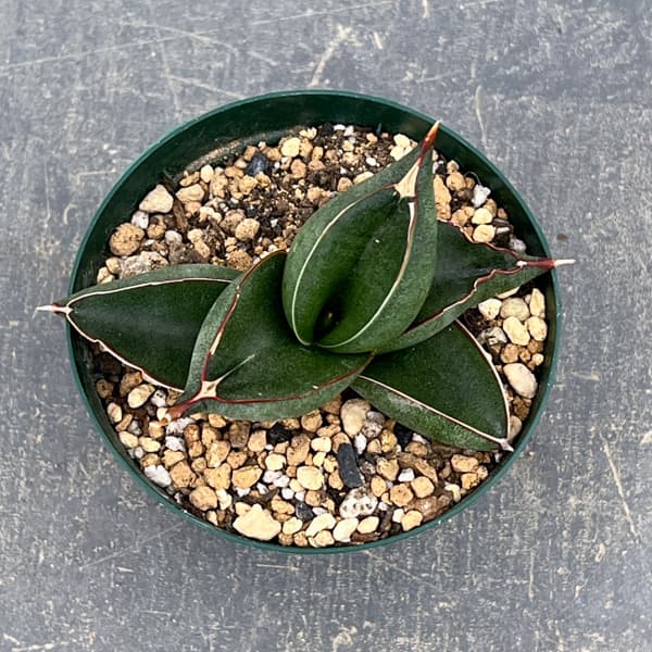 サンスベリア：オペラハウス　3号鉢植え