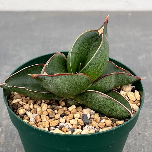 サンスベリア：オペラハウス　3号鉢植え