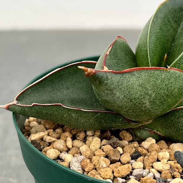 サンスベリア：オペラハウス　3号鉢植え